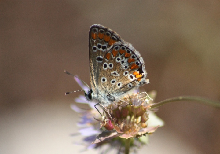 Conferma ID licenidi